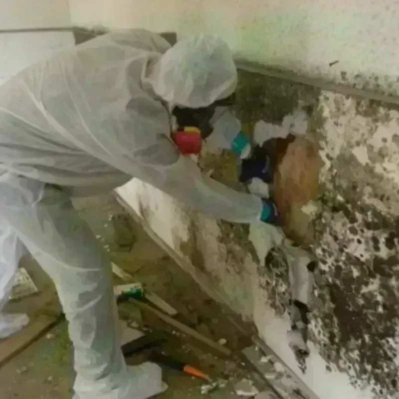 Mold Remediation and Removal in Gilman, IL